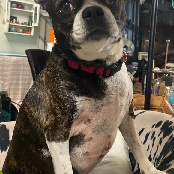 Hi Posh fam - thanks for checking out my closet! - Picture 5 of 11